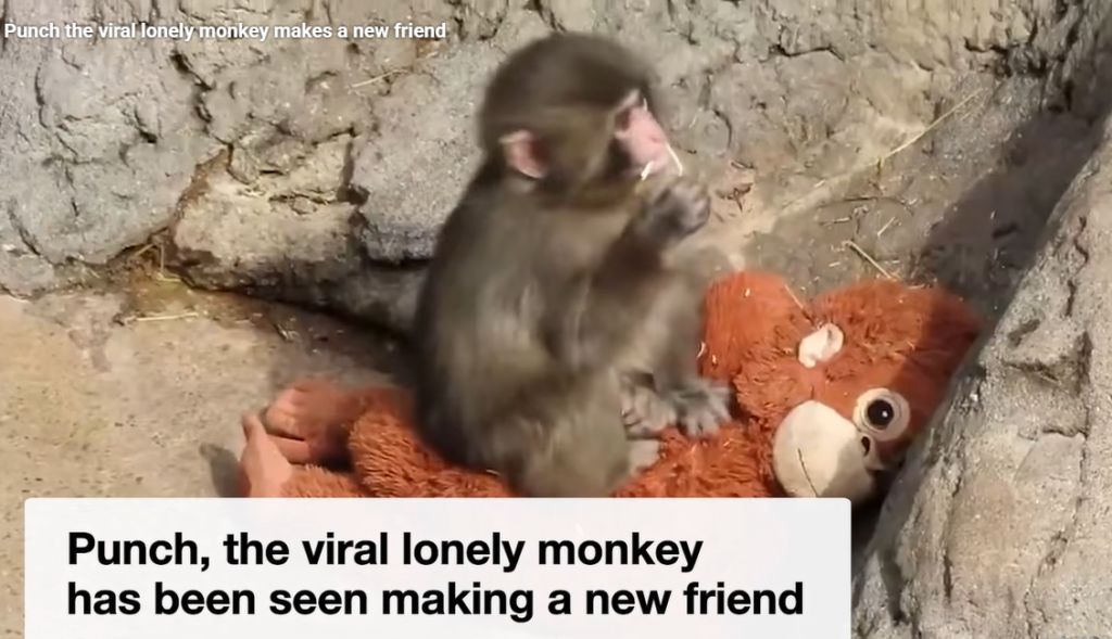monkey viral video